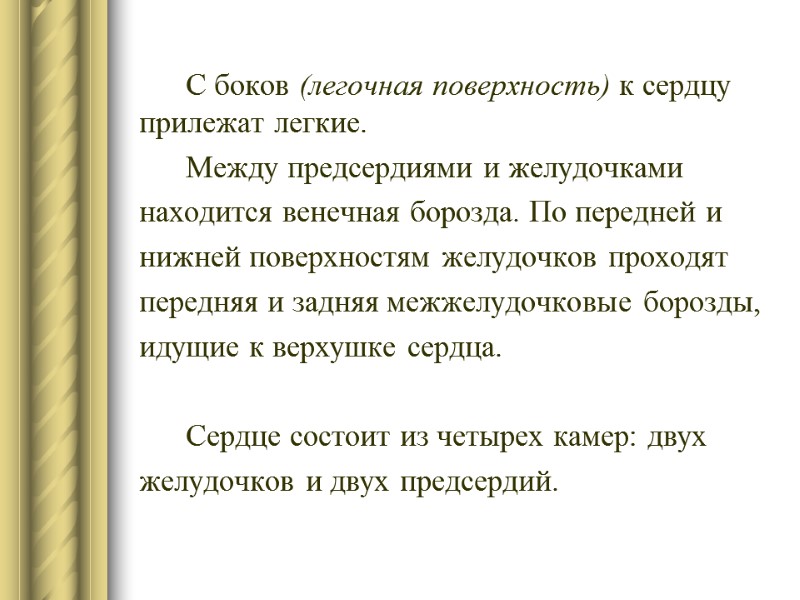 С боков (легочная поверхность) к сердцу прилежат легкие.      